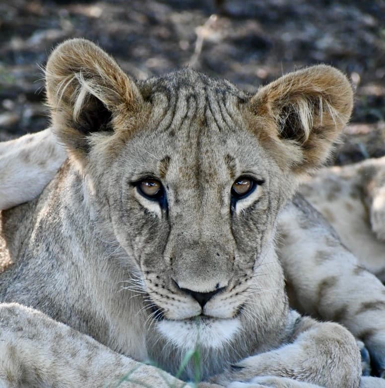Young lion cub looking directly at camera