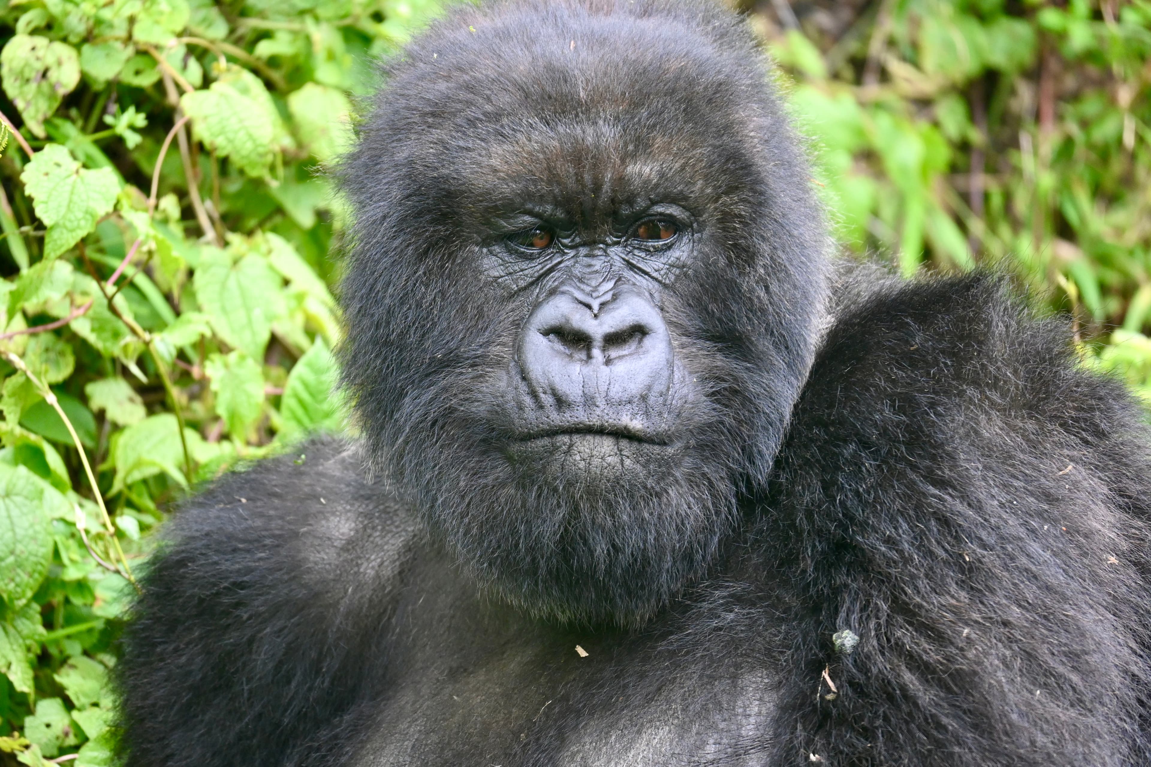 Silverback mountain gorilla portrait, Rwanda